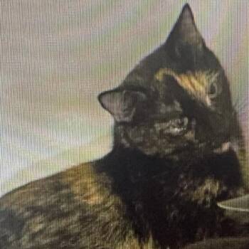 Bella -  Domestic Short Hair Cat for Adoption in Winston-salem, North Carolina - Bella | PetCurious