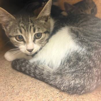 Elfo -  Domestic Short Hair Cat for Adoption in Reno, Nevada - Elfo | PetCurious
