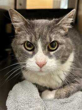 Casey -  Domestic Short Hair Cat for Adoption in Wichita, Kansas - Casey | PetCurious