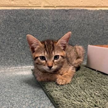 Strawberry -  Domestic Short Hair Cat for Adoption - Strawberry | PetCurious