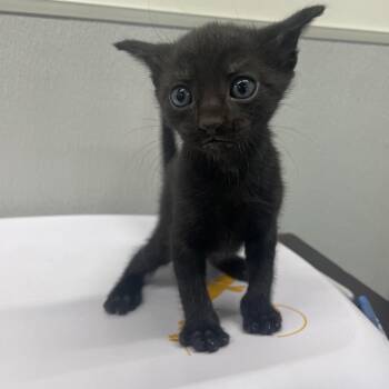 Viego -  Domestic Short Hair Cat for Adoption in Tampa, Florida - Viego | PetCurious