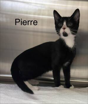 Pierre -  Domestic Short Hair Cat for Adoption in Pawleys Island, South Carolina - Pierre | PetCurious