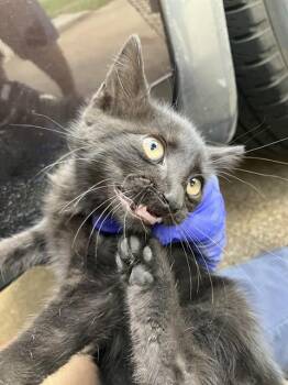 SALEM -  Domestic Short Hair Cat for Adoption in Dallas, Texas - SALEM | PetCurious