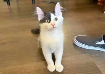 OLIVER -  Domestic Short Hair Cat for Adoption in Pueblo, Colorado - OLIVER | PetCurious
