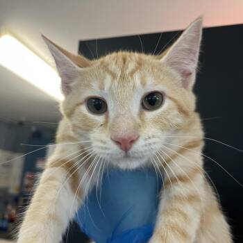 Rafiki -  Domestic Short Hair Cat for Adoption in Ruckersville, Virginia - Rafiki | PetCurious