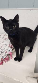 Domestic Short Hair Cats Available for Adoption in Parlier, California - Cat 27521 (Jackson) | PetCurious
