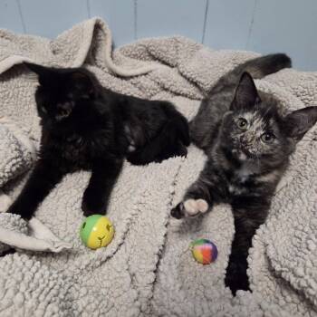 Quinn & Piper (Bonded Pair) -  Domestic Short Hair Cat Available for Adoption in Vine Grove, Kentucky - Quinn & Piper (Bonded Pair) | PetCurious