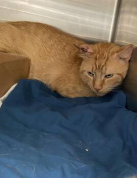 Palpatine -  Domestic Short Hair Cat for Adoption in West Chester, Pennsylvania - Palpatine | PetCurious