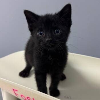 Domestic Short Hair Cats Available for Adoption in Columbus, Georgia - Beignet 2582 | PetCurious