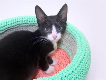 SOKKA -  Domestic Short Hair Cat for Adoption in Fort Lauderdale, Florida - SOKKA | PetCurious