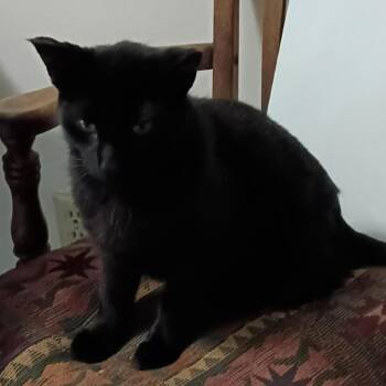 Domestic Short Hair Cats Available for Adoption in Rochester, Minnesota - Found In Spring Grove MN | PetCurious