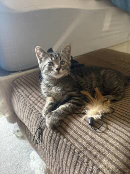 Lucius -  Tabby Cat for Adoption in Plymouth, Michigan - Lucius | PetCurious