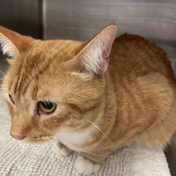 Domestic Short Hair Cats Available for Adoption - Charlie | PetCurious
