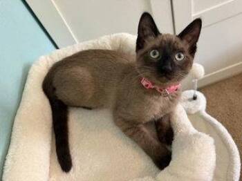 Violet -  Domestic Short Hair and Siamese Cat for Adoption in Glendale, Arizona - Violet | PetCurious