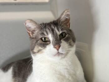 Thomas -  Domestic Short Hair Cat for Adoption in Oakland, California - Thomas | PetCurious