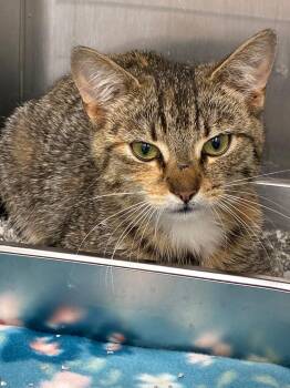 Domestic Short Hair Cats Available for Adoption in Hartsville, South Carolina - Saffron | PetCurious