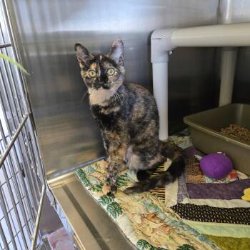 Olive -  Tortoiseshell Cat for Adoption in West Branch, Michigan - Olive | PetCurious