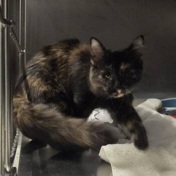 Haystack -  Domestic Short Hair Cat for Adoption in Oak Brook, Illinois - Haystack | PetCurious