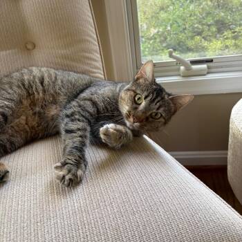 Nina -  Domestic Short Hair Cat for Adoption in Falls Church, Virginia - Nina | PetCurious