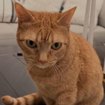 Devine -  Domestic Short Hair Cat Available for Adoption in Murray, Utah - Devine | PetCurious