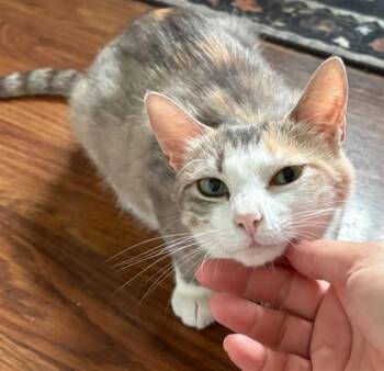 Minou -  Torbie and Domestic Short Hair Cat for Adoption in Vaughan, Ontario - Minou | PetCurious