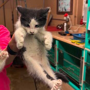 Holler -  Domestic Short Hair Cat for Adoption in Edwardsville, Illinois - Holler | PetCurious