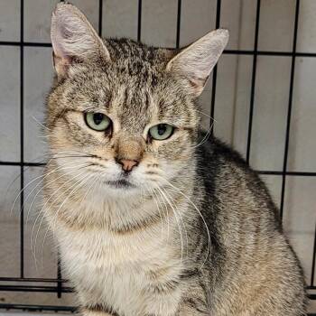 Marisol N - Found on a Sidewalk. Meant for a Sofa. -  Domestic Short Hair Cat for Adoption in New York, New York - Marisol N - Found On A Sidewalk. Meant For A Sofa. | PetCurious