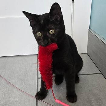 Rescue Domestic Short Hair Cats for Adoption in Lemont, Illinois - Girly | PetCurious