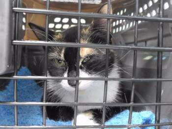 FLAKIES -  Domestic Short Hair Cat for Adoption in Omaha, Nebraska - FLAKIES | PetCurious
