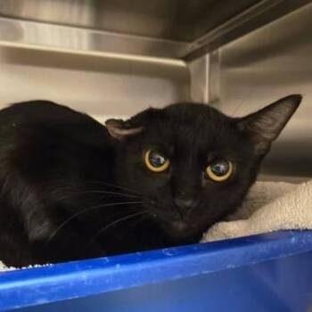 Harriet -  Domestic Short Hair Cat for Adoption in Bristol, Indiana - Harriet | PetCurious
