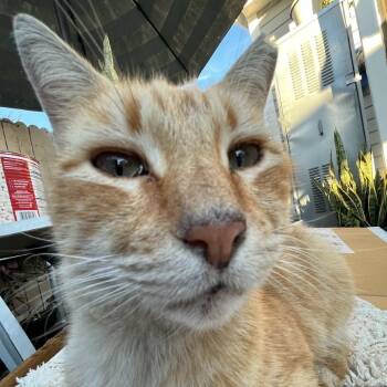 Rescue Domestic Short Hair Cats for Adoption in Los Angeles, California - Heathcliff | PetCurious