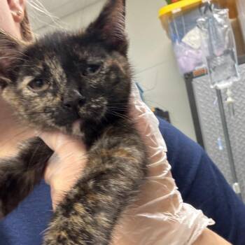 Sue -  Domestic Short Hair Cat for Adoption in Newark, New Jersey - Sue | PetCurious