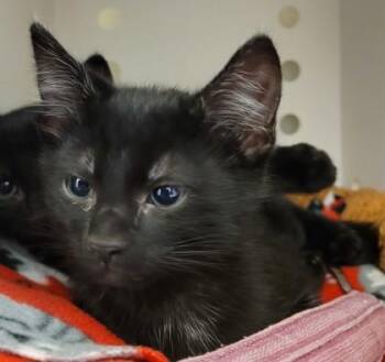 Breve -  Domestic Short Hair Cat for Adoption in Kalispell, Montana - Breve | PetCurious