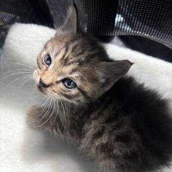 Domestic Medium Hair Cats Available for Adoption in Little Mountain, South Carolina - Roly Poly | PetCurious