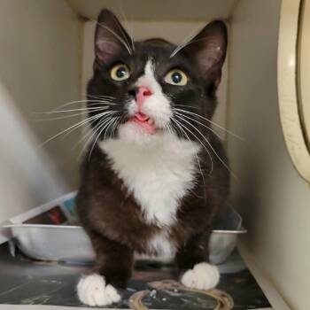 Domestic Short Hair Cats Available for Adoption in Columbia, Missouri - Elroy Blepson | PetCurious