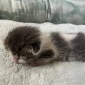 Rocky -  Domestic Short Hair Cat for Adoption in Fort Smith, Arkansas - Rocky | PetCurious