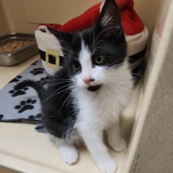 Rescue Tuxedo and Tabby Cats for Adoption in Clarksville, Virginia - Orca | PetCurious