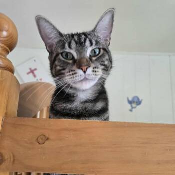 Rescue Domestic Short Hair Cats for Adoption in East Amherst, New York - Bubbles | PetCurious