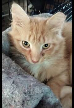 Mango -  Domestic Long Hair Cat for Adoption in Kannapolis, North Carolina - Mango | PetCurious