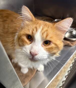 Rescue Domestic Medium Hair Cats for Adoption in Little Rock, Arkansas - River | PetCurious