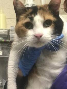 SAPPHIRE -  Domestic Short Hair Cat for Adoption in Conroe, Texas - SAPPHIRE | PetCurious