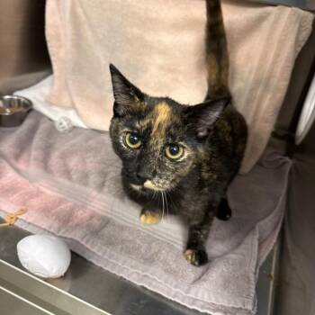 Nicolette -  Domestic Short Hair Cat for Adoption in Pittsburgh, Pennsylvania - Nicolette | PetCurious