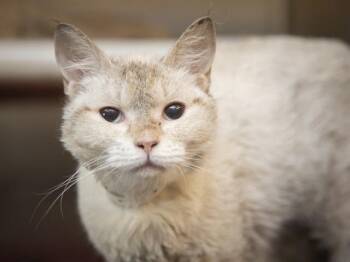 DAISY -  Domestic Short Hair Cat for Adoption in Phoenix, Arizona - DAISY | PetCurious