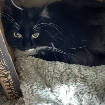 Magic C11547 -  Domestic Long Hair Cat for Adoption - Magic C11547 | PetCurious