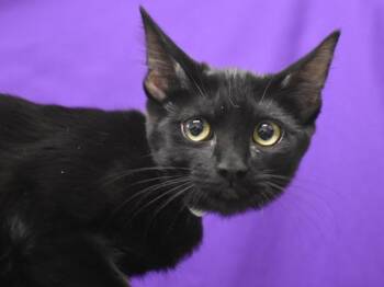 Ruby -  Domestic Short Hair Cat for Adoption in Portland, Oregon - Ruby | PetCurious