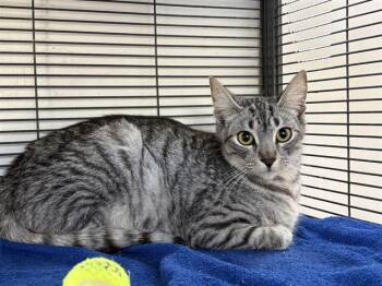 Domestic Short Hair Cats Available for Adoption in Rancho Cucamonga, California - CULINARY 1 | PetCurious