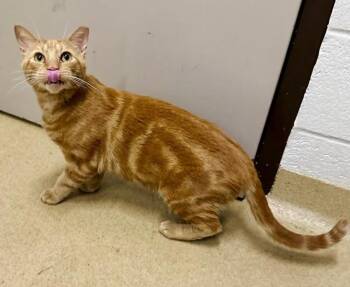 CLEMENTINE -  Domestic Short Hair Cat for Adoption in Derwood, Maryland - CLEMENTINE | PetCurious