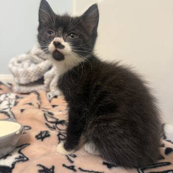 Rescue Domestic Short Hair Cats for Adoption in Woodstock, Virginia - Jinx Bowers | PetCurious