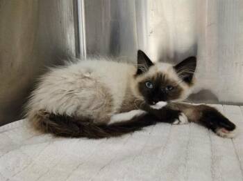 SANDRA -  Domestic Medium Hair Cat for Adoption in Martinez, California - SANDRA | PetCurious
