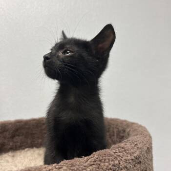 Rescue Domestic Short Hair Cats for Adoption in Palmetto, Florida - Turbo (preadopt Pending Neuter) | PetCurious